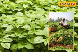 30 दिन में छप्परफाड़ मुनाफा! विंध्य में चौराई भाजी बनी ‘ग्रीन गोल्ड