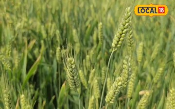 जमुई के किसान ने की है इसकी खेती