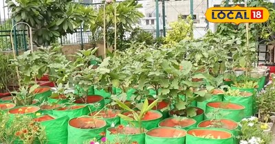 किचन गार्डनिंग टिप्स: घर में उगाएं ताजी सब्जियां