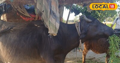 53 हजार की भैंस से शुरू किया काम, आज लाखों का कीमत