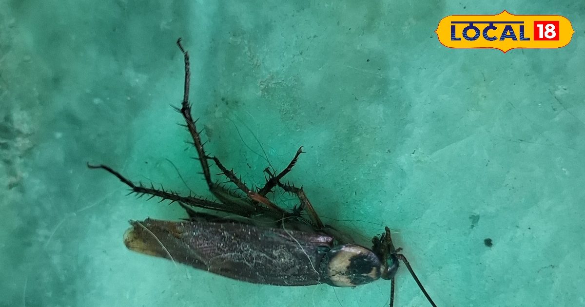 कॉकरोच से गलत नहीं डरती लड़कियां…आज के बाद आप भी खाओगे खौफ, जानें डरावना सच