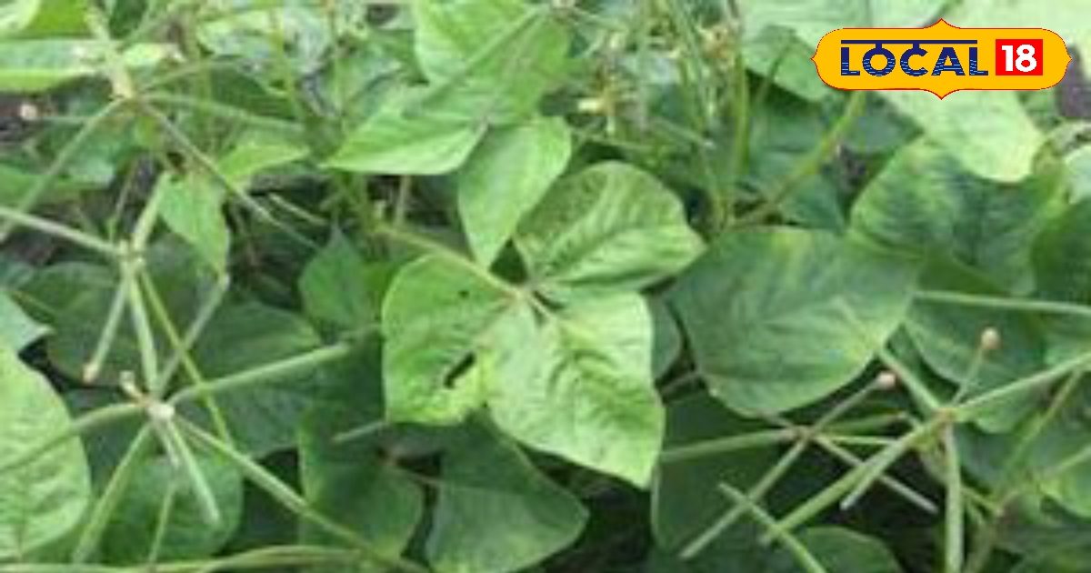 रोज खाएं उड़द की दाल, मिलेंगे ये जबरदस्त फायदे, डॉक्टर भी मानते हैं असरदार