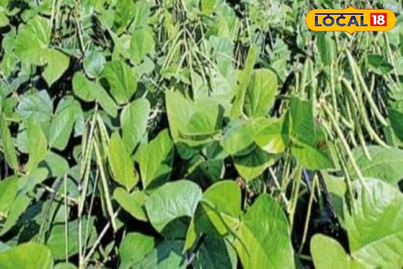 Moradabad news, hindi news, local news, up news, मुरादाबाद समाचार, हिंदी समाचार, लोकल समाचार, यूपी समाचार। Moradabad news, hindi news, local news, up news, मुरादाबाद समाचार, हिंदी समाचार, लोकल समाचार, यूपी समाचार।