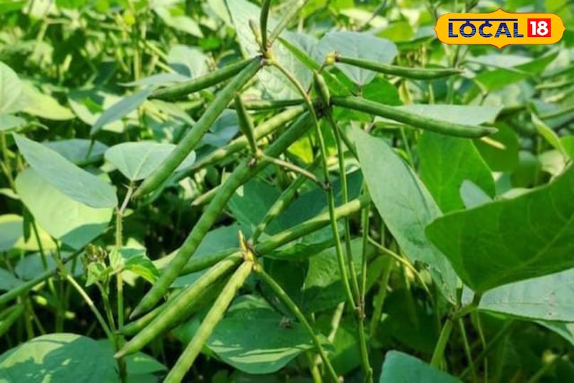 Moradabad news, hindi news, local news, up news, मुरादाबाद समाचार, हिंदी समाचार, लोकल समाचार, यूपी समाचार। Moradabad news, hindi news, local news, up news, मुरादाबाद समाचार, हिंदी समाचार, लोकल समाचार, यूपी समाचार।