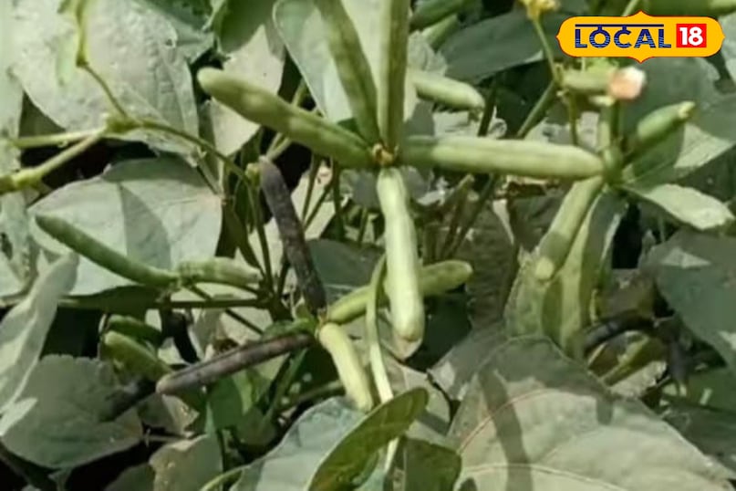 Moradabad news, hindi news, local news, up news, मुरादाबाद समाचार, हिंदी समाचार, लोकल समाचार, यूपी समाचार। Moradabad news, hindi news, local news, up news, मुरादाबाद समाचार, हिंदी समाचार, लोकल समाचार, यूपी समाचार।