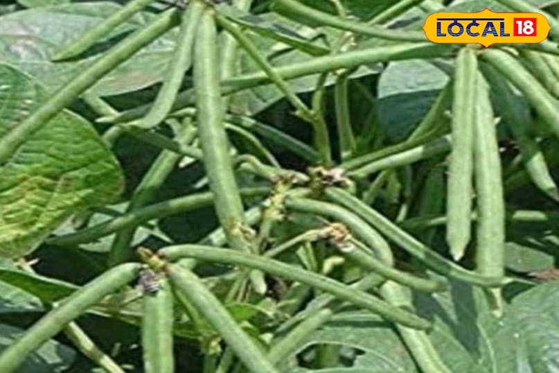 Moradabad news, hindi news, local news, up news, मुरादाबाद समाचार, हिंदी समाचार, लोकल समाचार, यूपी समाचार। Moradabad news, hindi news, local news, up news, मुरादाबाद समाचार, हिंदी समाचार, लोकल समाचार, यूपी समाचार।