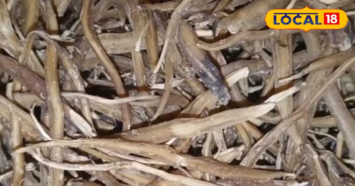 शतावरी: महिलाओं के लिए संजीवनी बूटी, पाचन और कमजोरी में मिलेगी तुरंत राहत