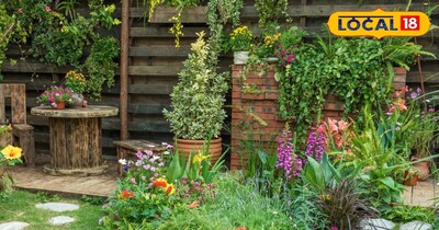 सूखे पौधों को फिर से हरा-भरा बना देगा ये आसान देसी नुस्खा