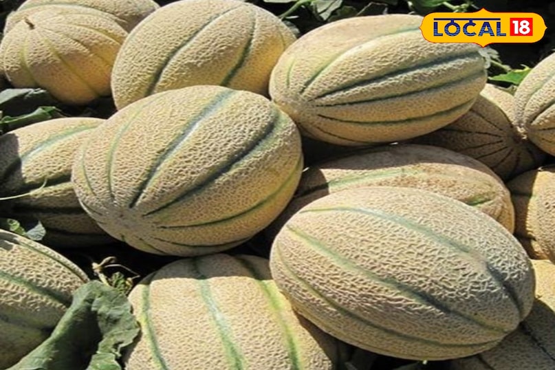 खरबूजे का फल खरबूजे का फल