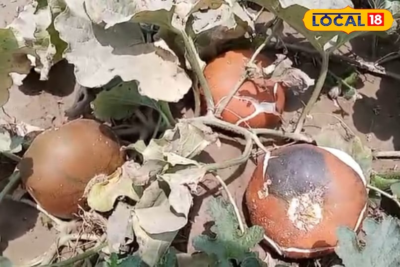 खरबूजे का फल खरबूजे का फल