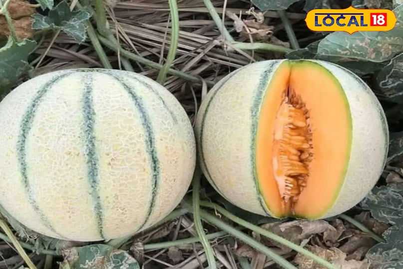 खरबूजे के फल खरबूजे के फल