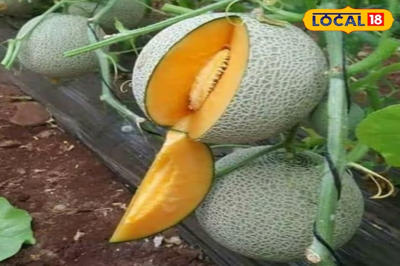 खरबूजे का फल खरबूजे का फल