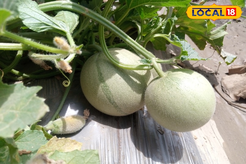 खरबूजा का फल खरबूजा का फल