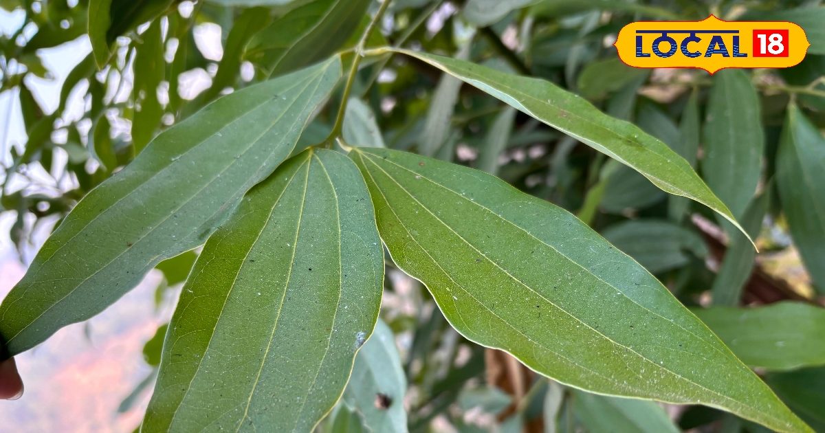 सिर्फ मसाला नहीं, दवा भी है तेज पत्ता! डायबिटीज से पाचन तक देता है जबरदस्त फायदे