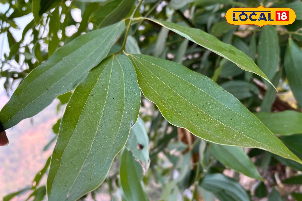 Tej Patta Benefits: सिर्फ मसाला नहीं, दवा भी है तेज पत्ता! डायबिटीज से पाचन तक देता है जबरदस्त फायदे