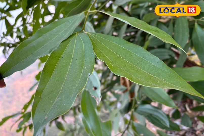 Strengthens the digestive system 