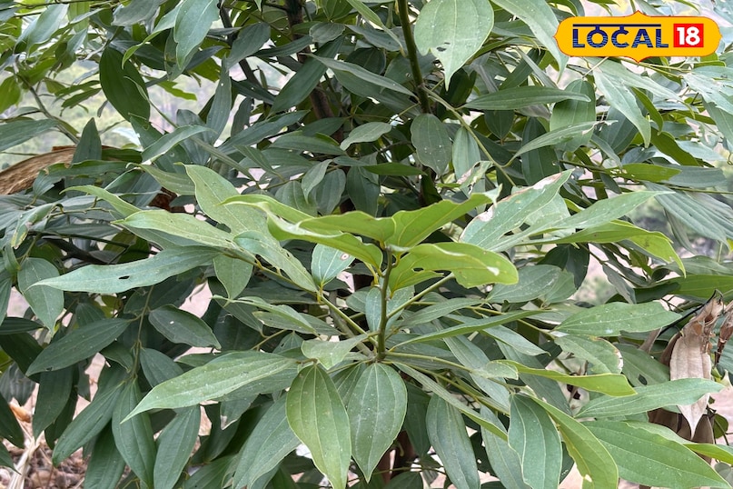 Reduces stress and anxiety Reduces stress and anxiety