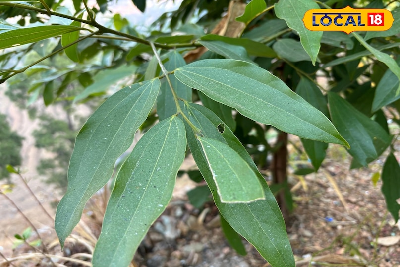 Beneficial for heart health Beneficial for heart health