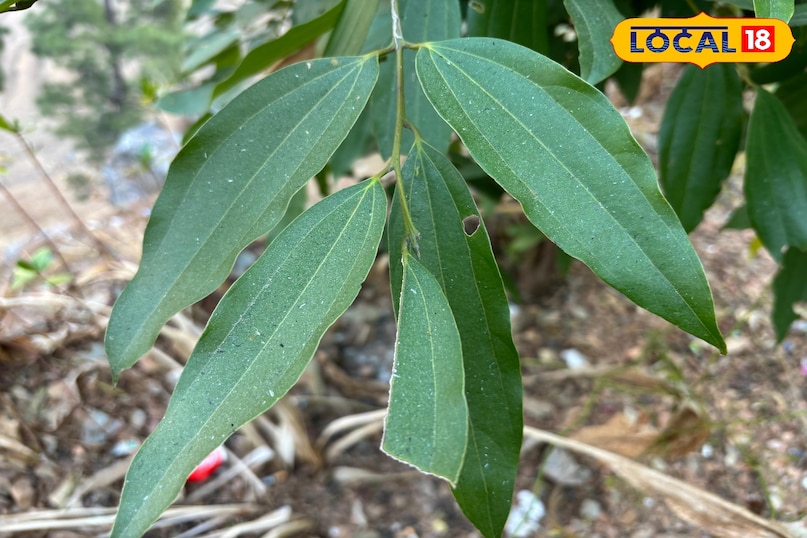 Provides relief in cold and cough Provides relief in cold and cough