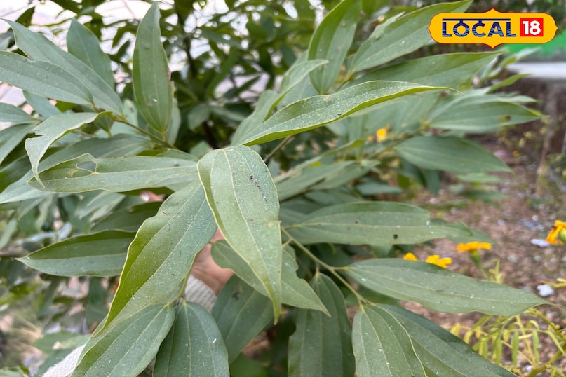 Beneficial in swelling and joint pain Beneficial in swelling and joint pain