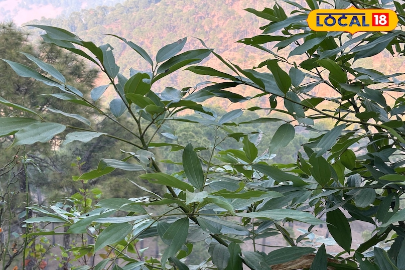 Beneficial in skin infections Beneficial in skin infections