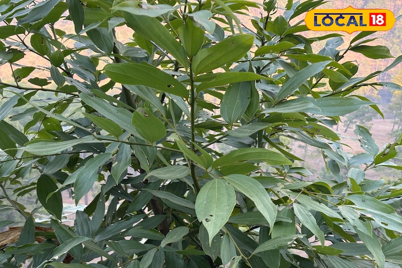 Improves metabolism Improves metabolism