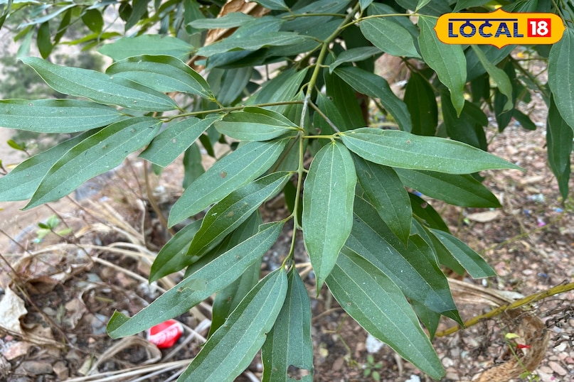 Helpful in controlling blood sugar Helpful in controlling blood sugar