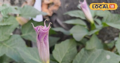 धतुरा का फूल।