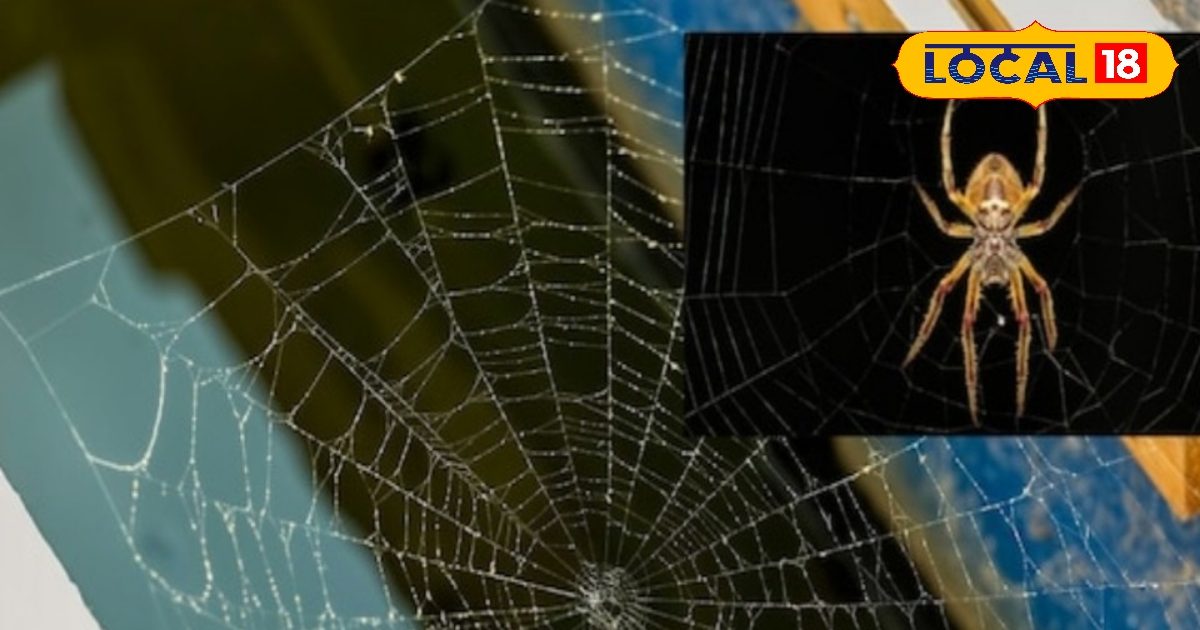 घर के कोनों में मकड़ियां बना रही हैं जाला? करें ये देसी जुगाड़, मिलेगी मुक्ति