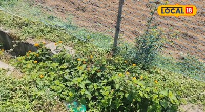 Trap Croping - खेतों के चारों ओर लगाते हैं यह दो तरह के फूलों के पौधे, सांप बिच्