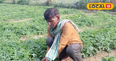 डेढ़ बीघा में देसी करेला लगा कर किसान बना रहा हरा सोना, घर का बीज-खेत में बंपर प