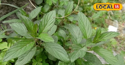 हेल्थी और पहाड़ी माउथ फ्रेशनर 