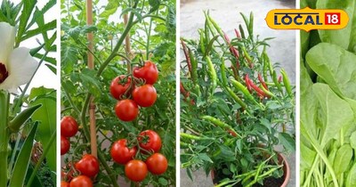 सब्जियों को धूप से बचाने का यह तरीका 