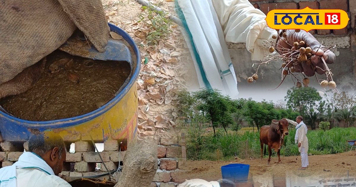 Agriculture Tips: नीम की निंबोली से बनाएं देसी कीटनाशक! बिना केमिकल के फसलों को बचाने का रामबाण तरीका, जानें