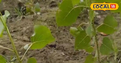 पॉपुलर के पत्ते सेहत के लिए होते फायदेमंद ।
