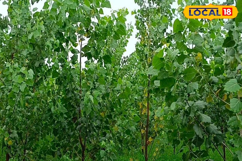 Moradabad news, hindi news, local news, up news, मुरादाबाद समाचार, हिंदी समाचार, लोकल समाचार, यूपी समाचार। Moradabad news, hindi news, local news, up news, मुरादाबाद समाचार, हिंदी समाचार, लोकल समाचार, यूपी समाचार।