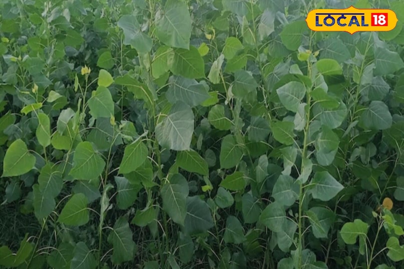 Moradabad news, hindi news, local news, up news, मुरादाबाद समाचार, हिंदी समाचार, लोकल समाचार, यूपी समाचार। Moradabad news, hindi news, local news, up news, मुरादाबाद समाचार, हिंदी समाचार, लोकल समाचार, यूपी समाचार।