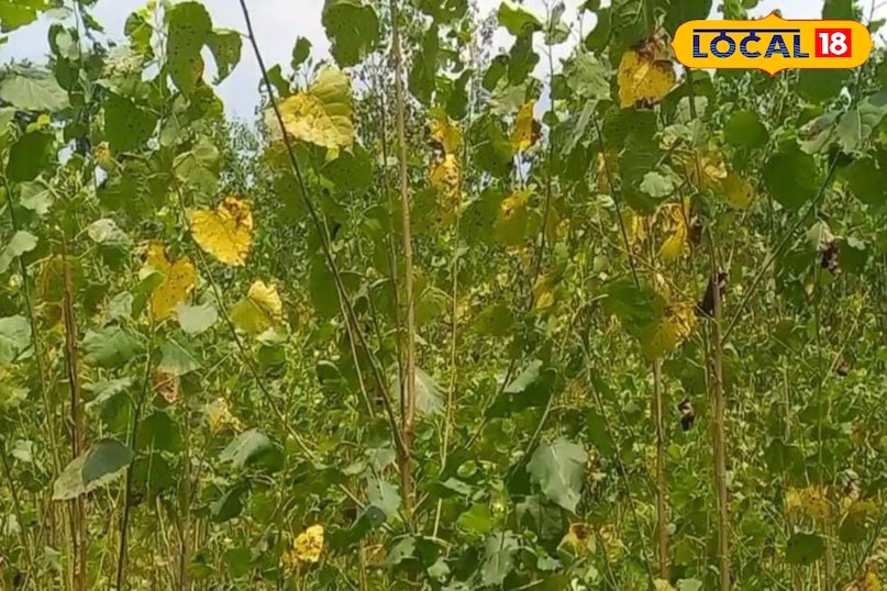 Moradabad news, hindi news, local news, up news, मुरादाबाद समाचार, हिंदी समाचार, लोकल समाचार, यूपी समाचार। Moradabad news, hindi news, local news, up news, मुरादाबाद समाचार, हिंदी समाचार, लोकल समाचार, यूपी समाचार।