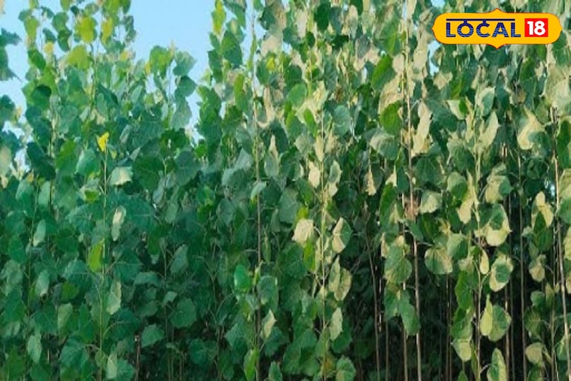 Moradabad news, hindi news, local news, up news, मुरादाबाद समाचार, हिंदी समाचार, लोकल समाचार, यूपी समाचार। Moradabad news, hindi news, local news, up news, मुरादाबाद समाचार, हिंदी समाचार, लोकल समाचार, यूपी समाचार।