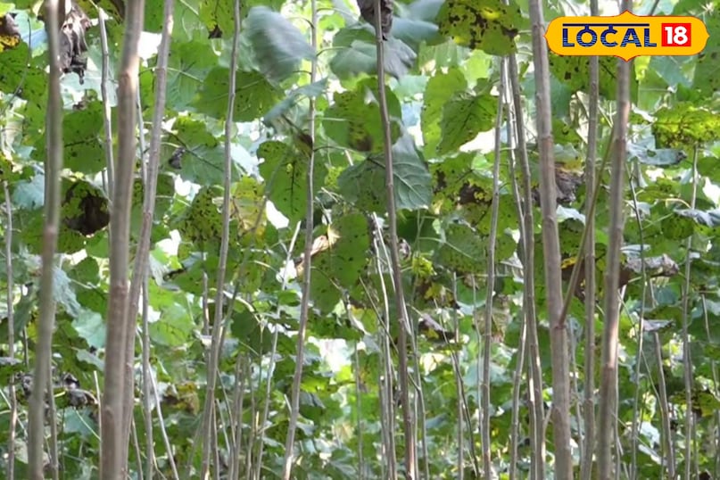 Moradabad news, hindi news, local news, up news, मुरादाबाद समाचार, हिंदी समाचार, लोकल समाचार, यूपी समाचार। Moradabad news, hindi news, local news, up news, मुरादाबाद समाचार, हिंदी समाचार, लोकल समाचार, यूपी समाचार।