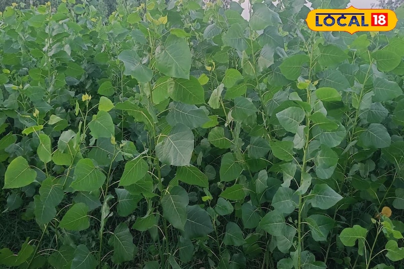 Moradabad news, hindi news, local news, up news, मुरादाबाद समाचार, हिंदी समाचार, लोकल समाचार, यूपी समाचार। Moradabad news, hindi news, local news, up news, मुरादाबाद समाचार, हिंदी समाचार, लोकल समाचार, यूपी समाचार।