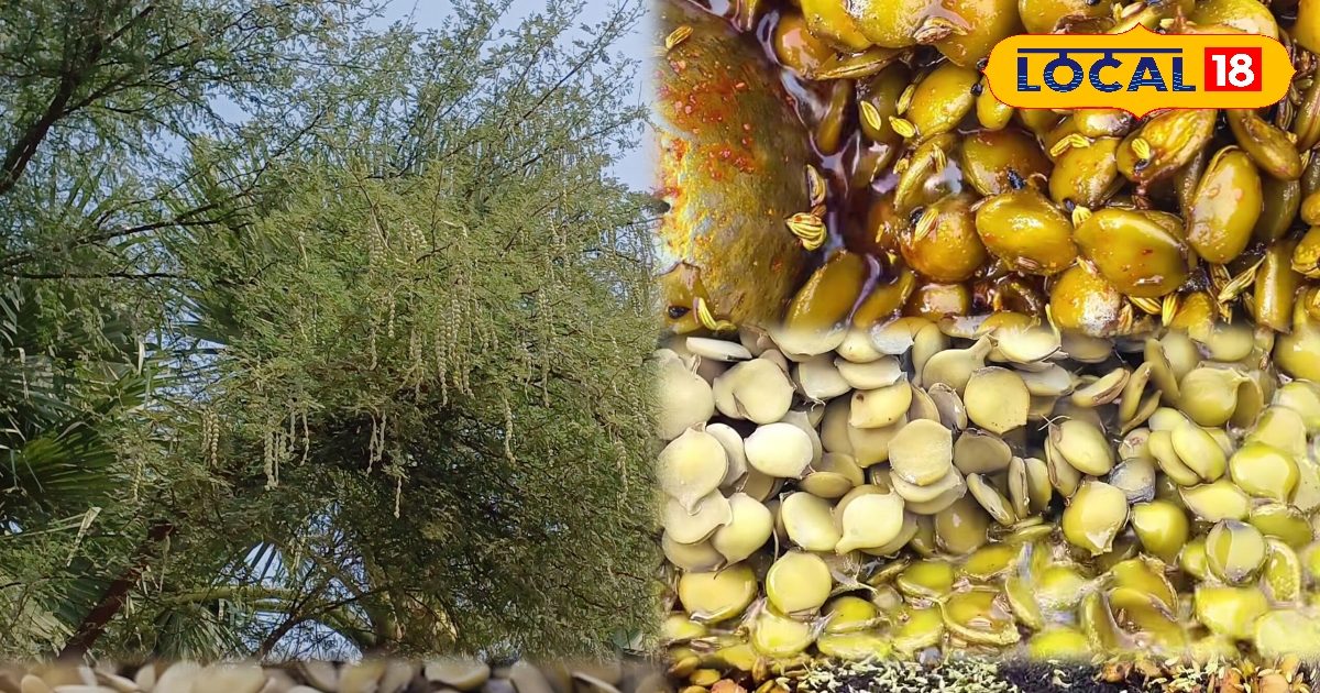 जोड़ों और पेट की परेशानी का रामबाण, बबूल की फली का अचार जरूर खाएं, जानिए