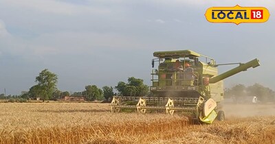 गेहूं की कटाई 