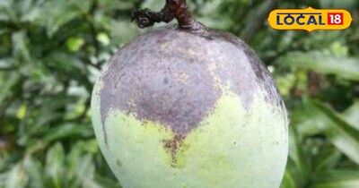 इन चीजों का छिड़काव आपके आम को नहीं होने देगा काला
