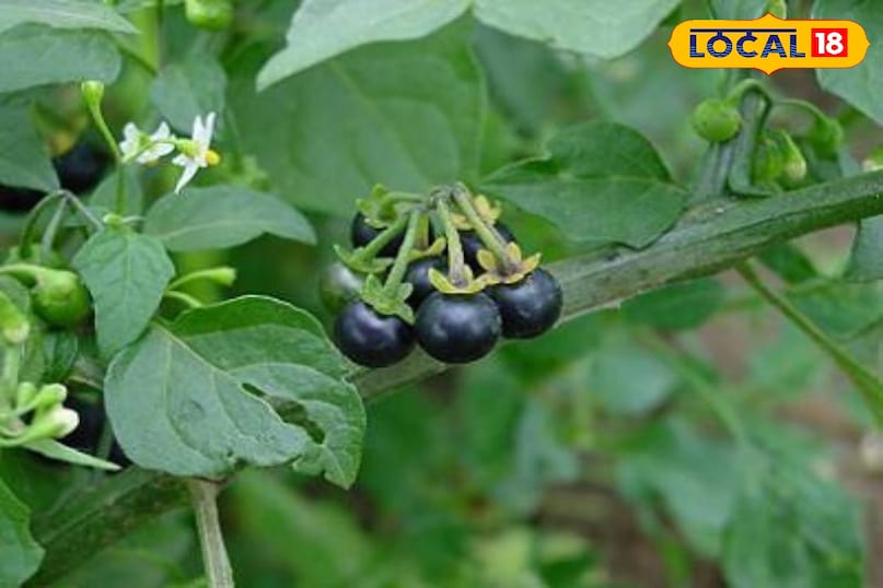 मकोय मकोय