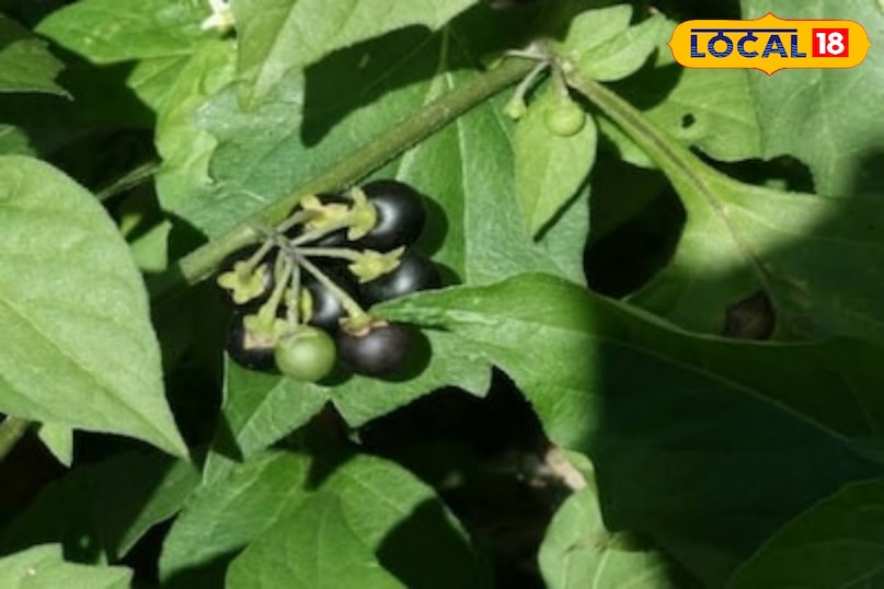 मकोय का पौधा मकोय का पौधा