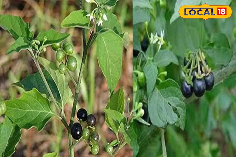 मकोय मकोय