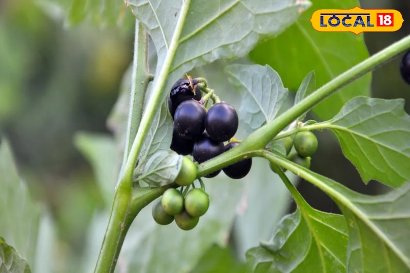 मकोय मकोय