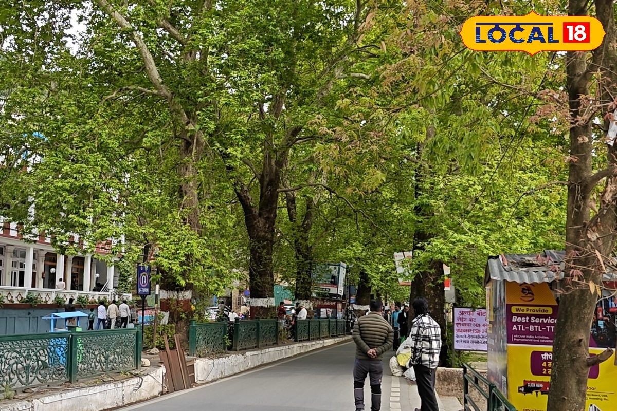 Mall Road Nainital: नैनीताल में मिनी कश्मीर वाला एहसास! माल रोड पर लगे चिनार के पेड़ लोगों को बना रहे दीवाना