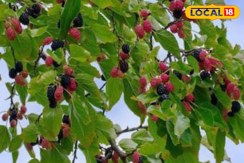 Moradabad news, hindi news, local news, up news, मुरादाबाद समाचार, हिंदी समाचार, लोकल समाचार, यूपी समाचार।